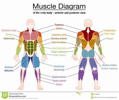 Muscle Anatomy Chart Lovely Muscle Diagram Male Body Names