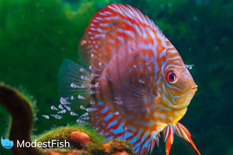 Discus Fish Types Which One Will You Pick With Pictures