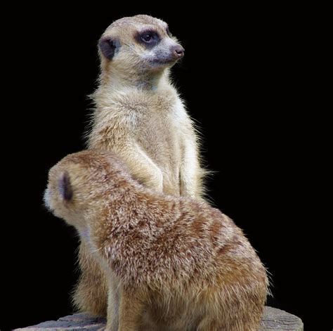 Erdmännchen Tier Zoo Kostenloses Foto Auf Pixabay Pixabay