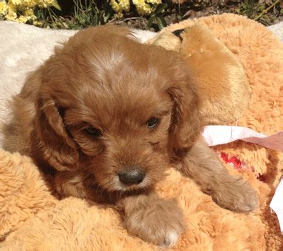 2021 is euro puppy's 20th year of service and for the last 2 decades we have been the choice of over 12,000 happy families. Quality cavoodle puppies for sale, colour chestnut,red ...
