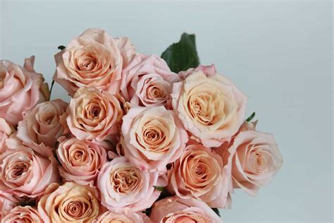 Rose Shimmer Is Another Very Pretty Large Greenhouse Rose With The