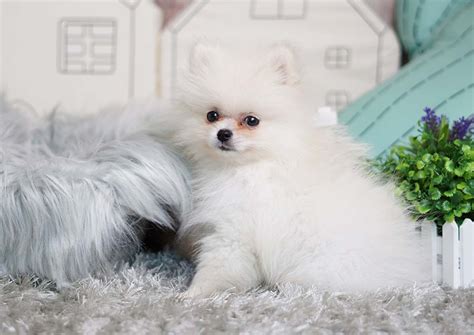 In the past month, 2893 homes have been sold in orange county. Pomeranian Puppies For Sale | Orange County, CA #303835