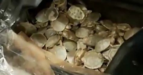 Keine sorge, das ist im 2. Polizei entdeckt 5.000 Baby-Schildkröten, die in Autotür ...