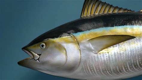 Guard cells in the plants. How Fish Maintain Homeostasis in Different Water ...