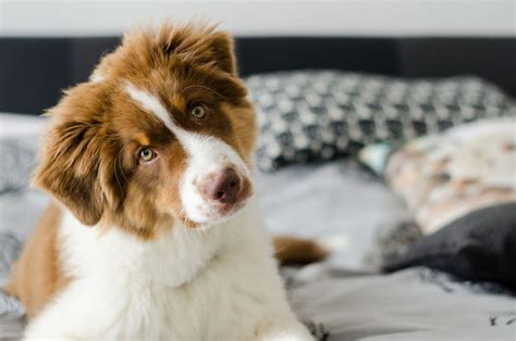 Are Australian Shepherds An Aggressive Breed The Native Pet