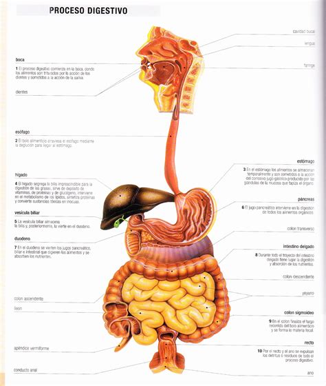 Aparato Digestivo Humano Aparato Digestivo Dibujo Sis