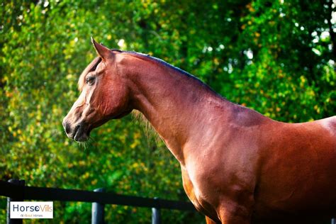 6 Fascinating Types Of Arabian Horses History And Facts