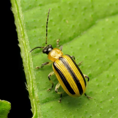 Striped Cucumber Beetle A Guide To The Ecdysozoa Insecta Coleoptera
