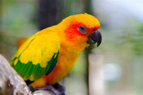 Parot m (plural parotau or parotiaid). Sunny the parrot finds Safe Escape - RedRover