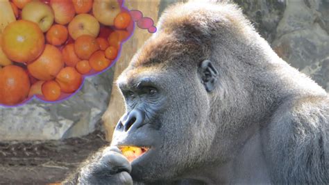Gorilla Eating Fruit In Zoo Youtube