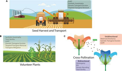 Frontiers Transgene Biocontainment Strategies For Molecular Farming