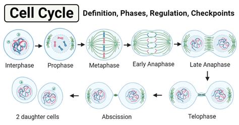 Describe All Phases Of The Cell Cycle