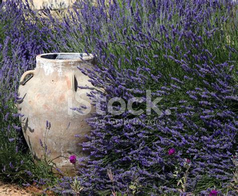 Jar And Lavender Stock Photo Royalty Free Freeimages