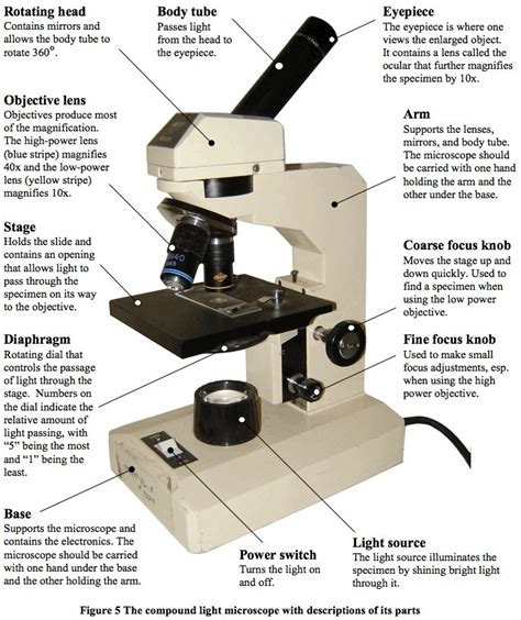 All About A Microscope Mrs Netherys Class