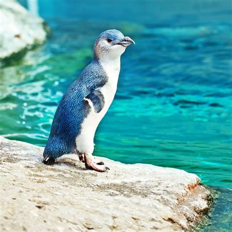Check Out This Little Cutie A Blue Penguin Is One Of The Many Interesting Critters You Can See