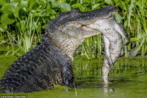 Huge Cannibal Alligator Eats A Young Rival Nexus Newsfeed