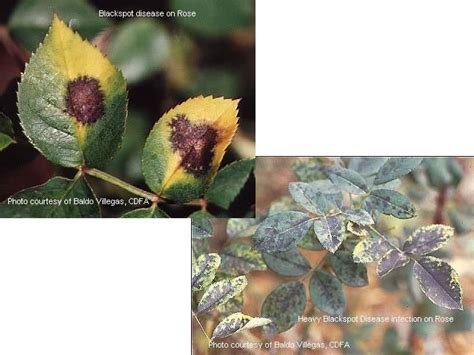 If a more drastic control is required horticultural oil check the plant often for insect damage. PLANT DISEASES - Common - Resources - Agriculture ...