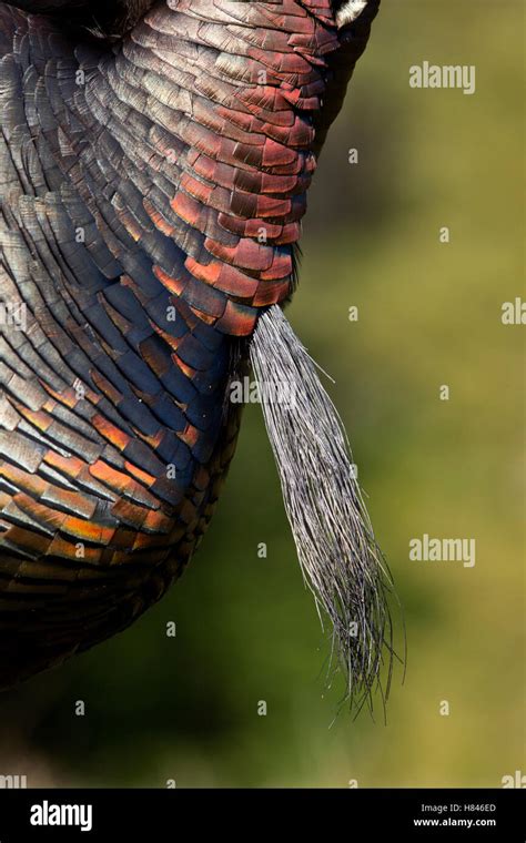 Wild Turkey Meleagris Gallopavo Feathers Of Male Called A Beard