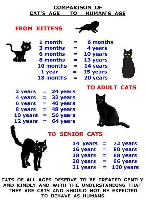Cat Age To Human Age Comparison Chart Cat Ages Feral Cats Cats