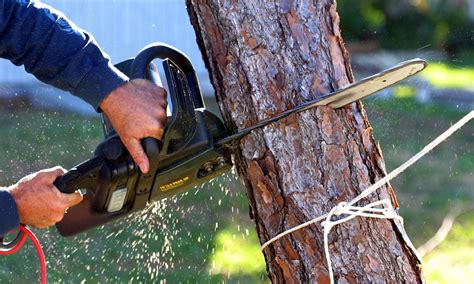 Why You Should Hire A Tree Removal Company