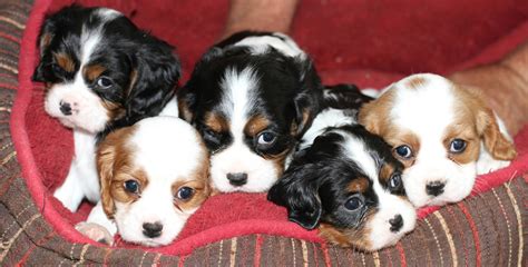 Puppies n love/animal kingdom is a phoenix, arizona based, family owned and operated company that has been in the retail pet business for over 30 years. phoenixcavaliers.com Holiday Cavalier King Charles ...