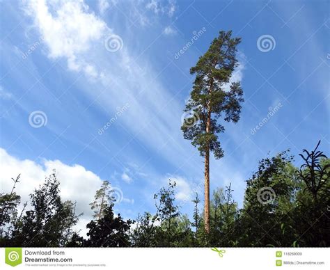 Green Trees And Beautiful Cloudy Sky Lithuania Stock Image Image Of