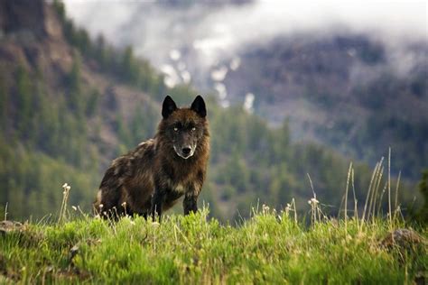 Yellowstone National Park Animals Alpha Female Wolf Wolf Photography