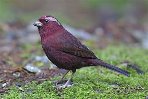 They are based in northern taiwan and derive their name from their telltale black uniforms and secretive nature. John's Hong Kong Birding: Taiwan : Anmashan National ...