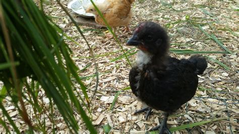 Sexing Australorp Chicks 3 4 Weeks
