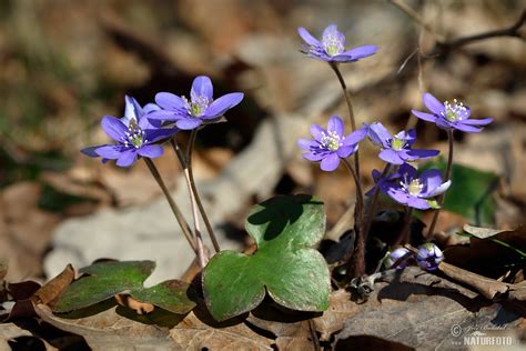 Common Hepatica Photos Common Hepatica Images Nature Wildlife