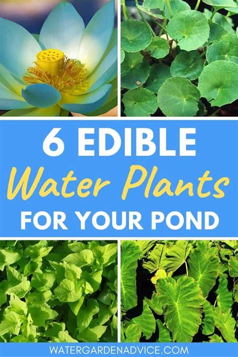 6 Edible Water Plants Water Garden Advice Water Garden Plants Bog