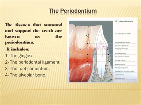 Anatomy Of The Periodontium