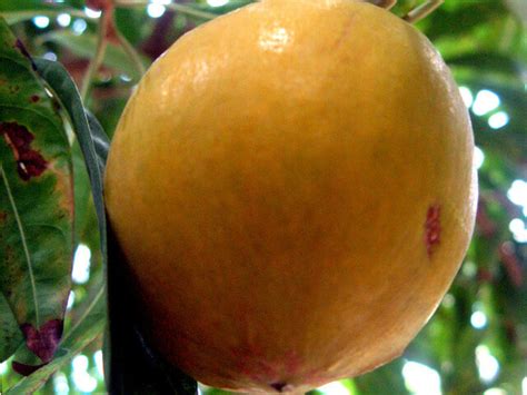 17 Orange Color Fruits Jaadtheodora