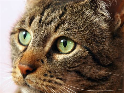 What's going on in their little mind to cause them to cry? Cat Eye Discharge Clear Watery