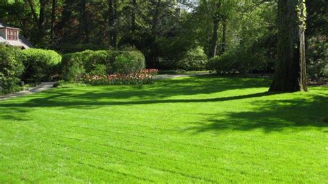 How To Maintain A Healthy Lawn Ideas For Garden Backyard And Space