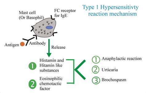 Type 1 Anaphylactic Hypersensitivity Reaction