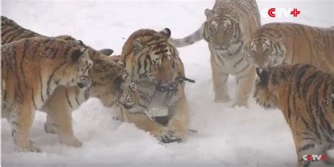 A Pack Of Fat Siberian Tigers Hunted Down A Drone And Ripped It To Shreds In Satisfying Video