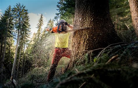 Da wir das angebot der firma stück für stück. Bäume fällen | Forst Aletsch