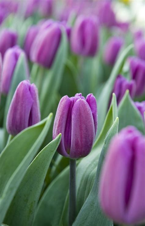Best 25 Purple Tulips Ideas On Pinterest Purple Flowers