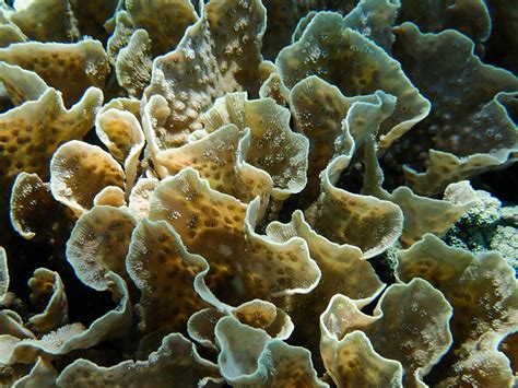 What Are Coral Reefs And Their Associated Ecosystems Coral Guardian