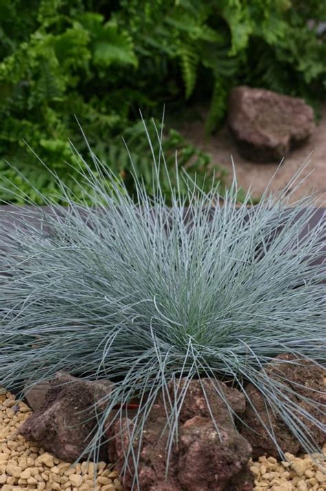 4x Festuca Glauca ‘intense Blue Blauw Schapengras In C2 Liter