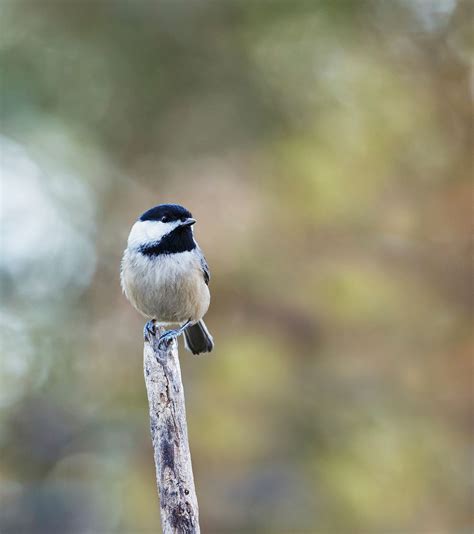 Carolina Chickadee Bird Image Free Free Photo Rawpixel