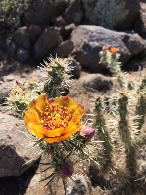 Free Images Desert Flower Bloom Orange Produce Botany Flora