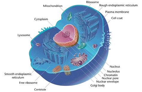 The Eukaryotic Cell Cytoskeleton Scienceaid