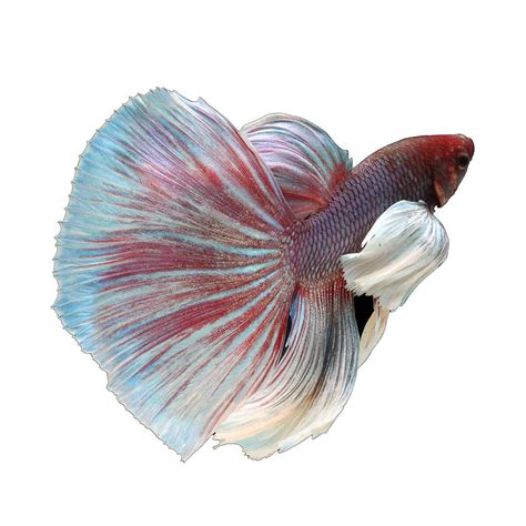 Elephant Ear Male Betta Fish 5cm Petstock