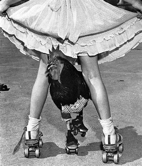 1954 Buster The Skating Rooster 30 Years To Early For