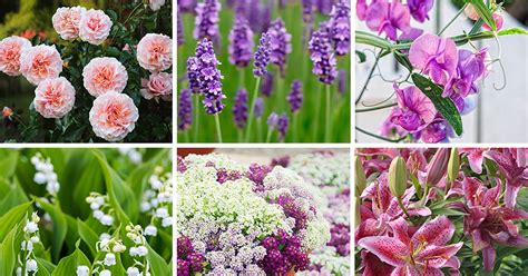 9 Of The Best Smelling Flowers That Belong In Your Garden