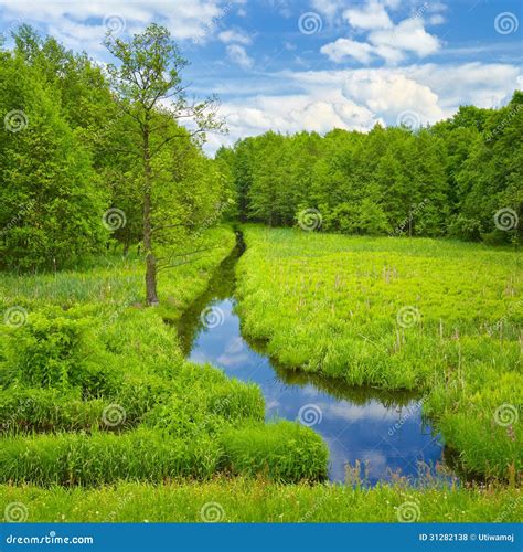 Brook And Meadow And Forest Stock Photo Image Of Narew Meadow 31282138