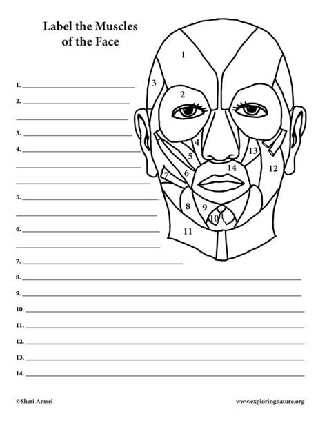 The Muscles And Their Functions Worksheet For Kids To Learn How To Draw