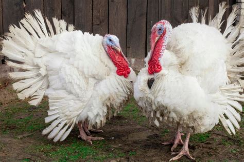 13 Best Meat Turkey Breeds For Your Homestead Outdoor Happens